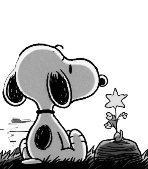 transparent-Photoroom (25) 1